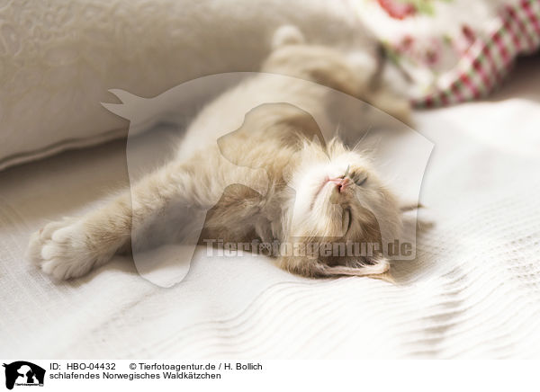 schlafendes Norwegisches Waldktzchen / sleeping norwegian forest kitten / HBO-04432