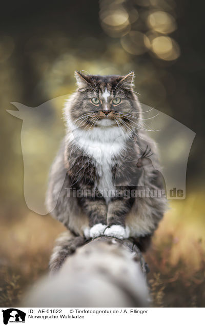 Norwegische Waldkatze / AE-01622