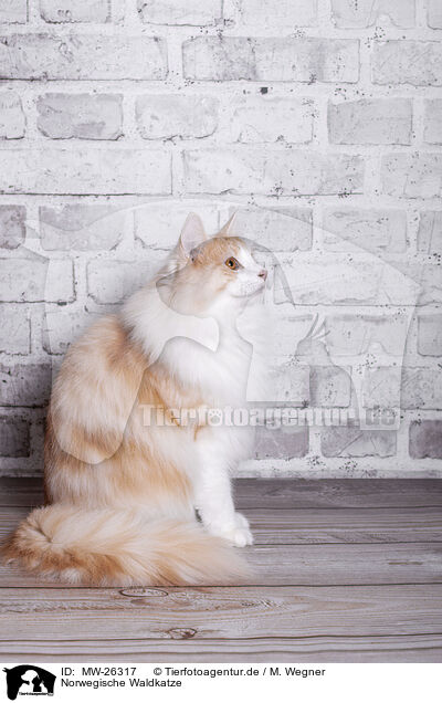 Norwegische Waldkatze / Norwegian Forest Cat / MW-26317