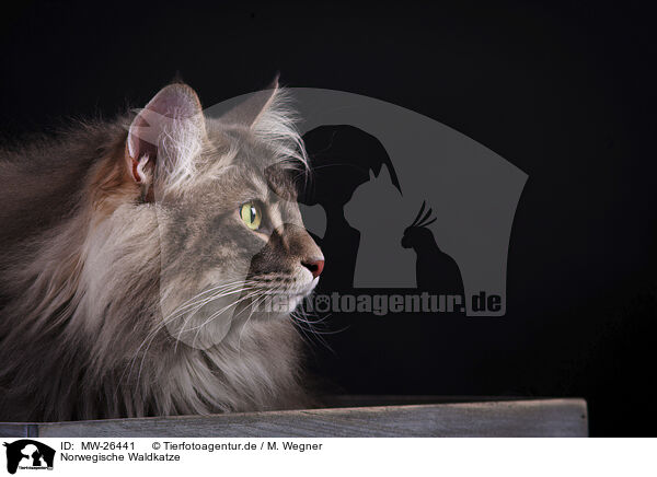 Norwegische Waldkatze / MW-26441