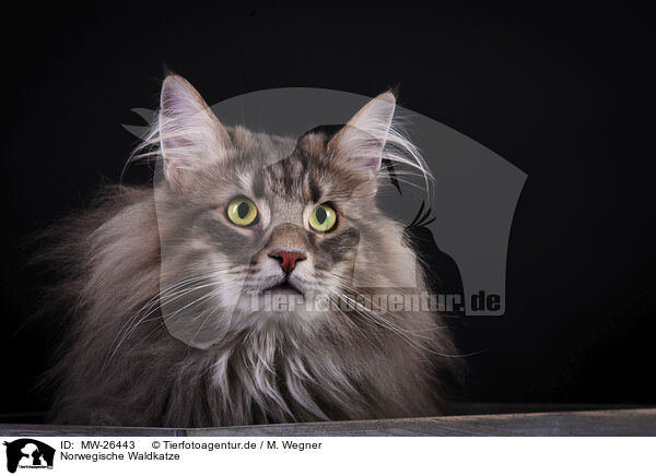 Norwegische Waldkatze / MW-26443