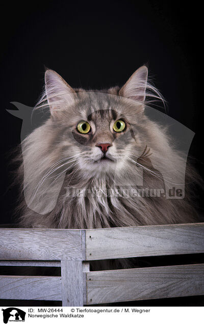 Norwegische Waldkatze / MW-26444