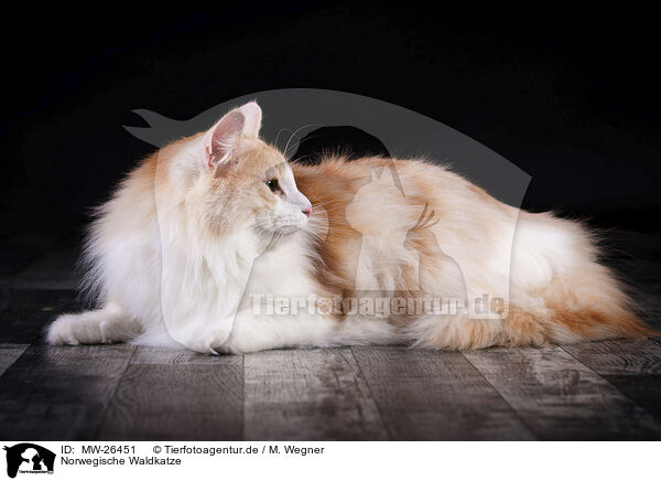 Norwegische Waldkatze / MW-26451