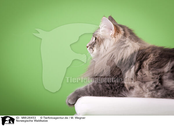Norwegische Waldkatze / MW-26453