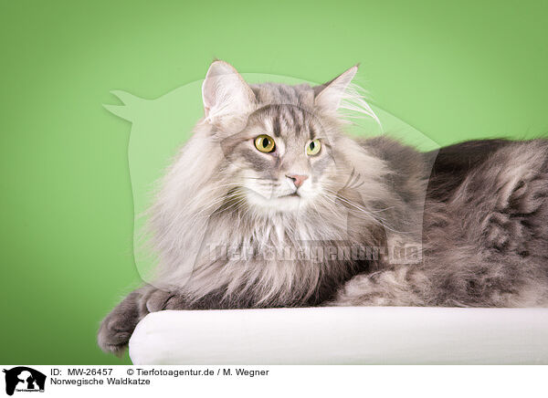 Norwegische Waldkatze / MW-26457