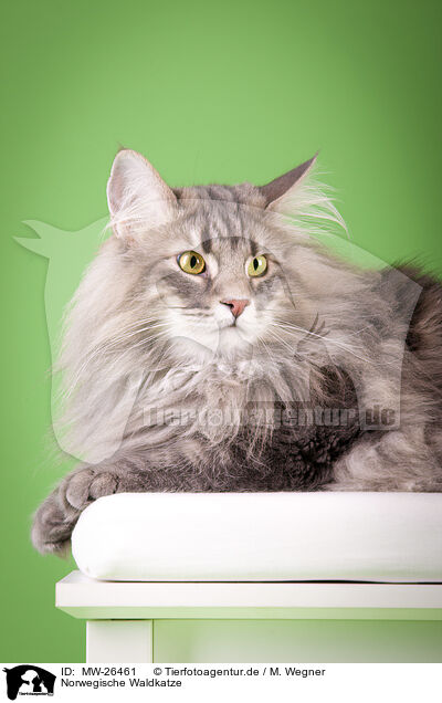 Norwegische Waldkatze / Norwegian Forest Cat / MW-26461
