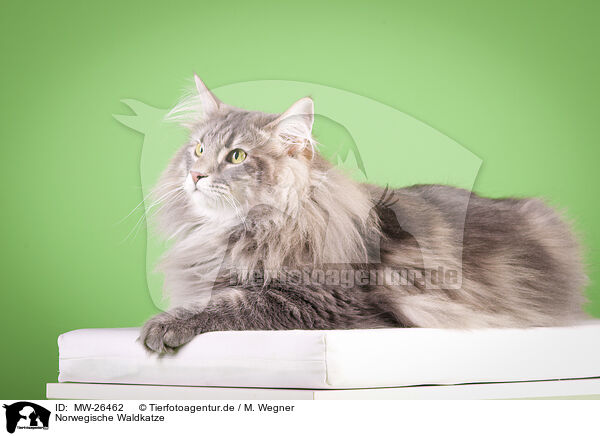 Norwegische Waldkatze / MW-26462