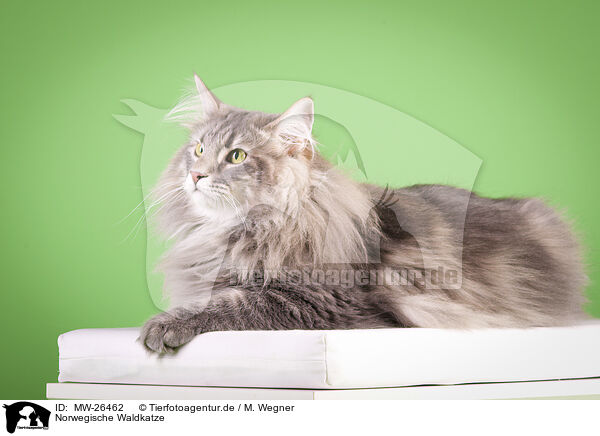 Norwegische Waldkatze / Norwegian Forest Cat / MW-26462