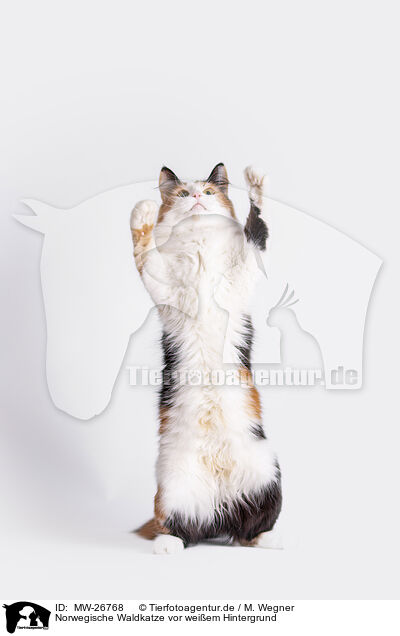 Norwegische Waldkatze vor weiem Hintergrund / MW-26768