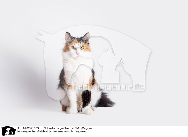 Norwegische Waldkatze vor weiem Hintergrund / Norwegian Forest Cat in front of white background / MW-26773