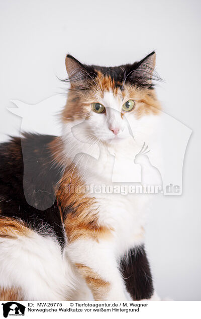 Norwegische Waldkatze vor weiem Hintergrund / MW-26775
