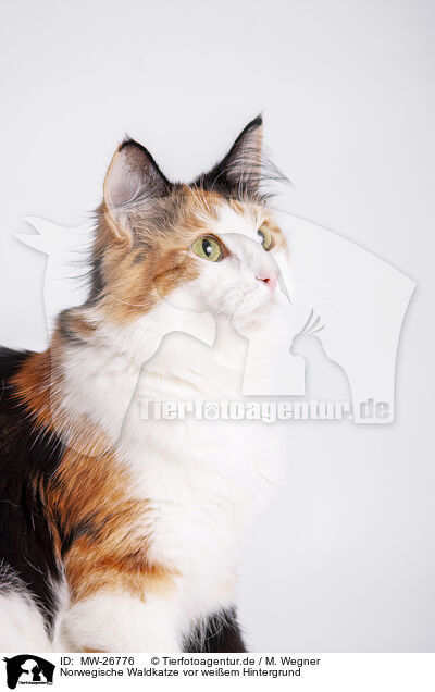 Norwegische Waldkatze vor weiem Hintergrund / MW-26776