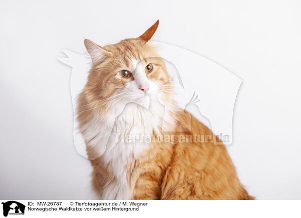 Norwegische Waldkatze vor weiem Hintergrund / MW-26787