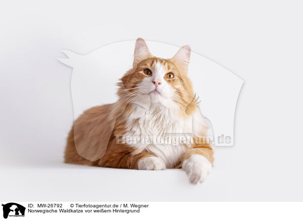 Norwegische Waldkatze vor weiem Hintergrund / MW-26792