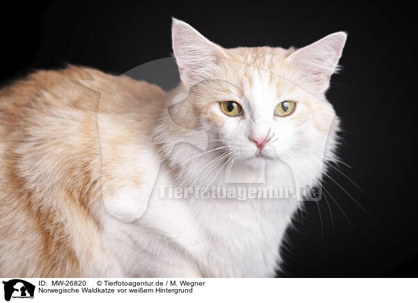 Norwegische Waldkatze vor weiem Hintergrund / MW-26820