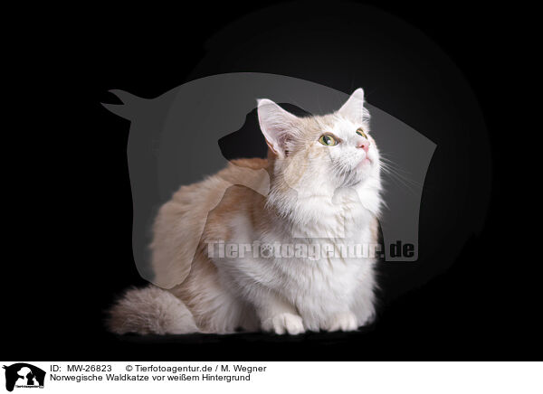 Norwegische Waldkatze vor weiem Hintergrund / Norwegian Forest Cat in front of white background / MW-26823
