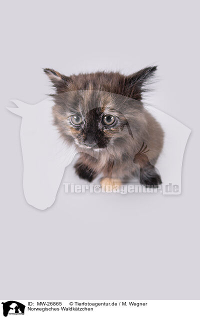 Norwegisches Waldktzchen / Norwegian forest kitten / MW-26865