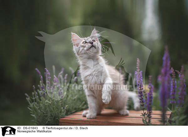 Norwegische Waldkatze / DS-01843