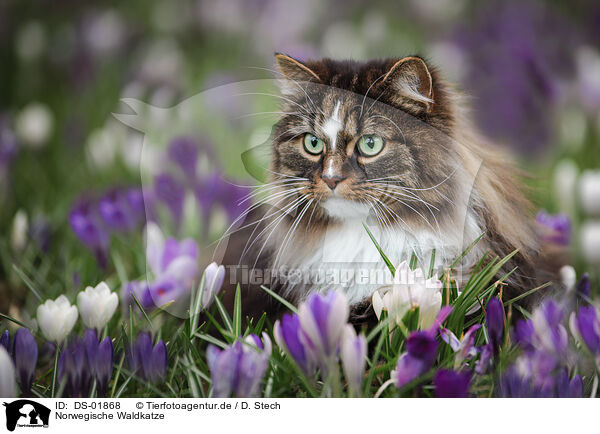 Norwegische Waldkatze / DS-01868