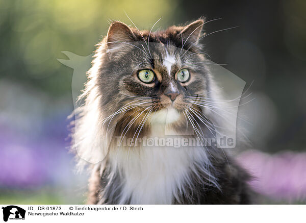 Norwegische Waldkatze / DS-01873