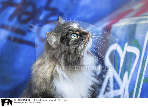 Norwegische Waldkatze / DS-01883