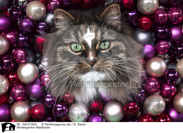 Norwegische Waldkatze / Norwegian Forest Cat / DS-01900