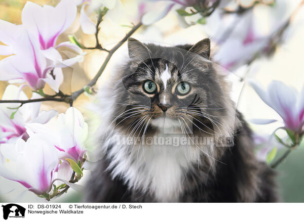 Norwegische Waldkatze / DS-01924
