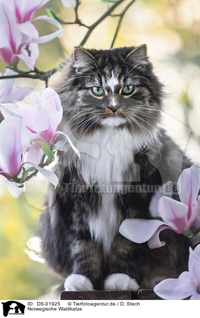 Norwegische Waldkatze / DS-01925