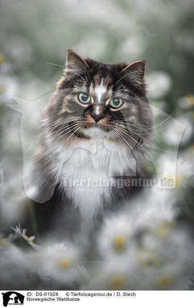 Norwegische Waldkatze / DS-01928