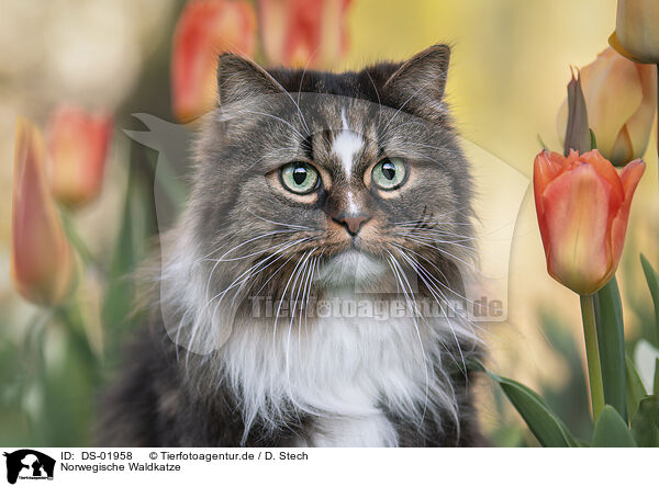 Norwegische Waldkatze / DS-01958