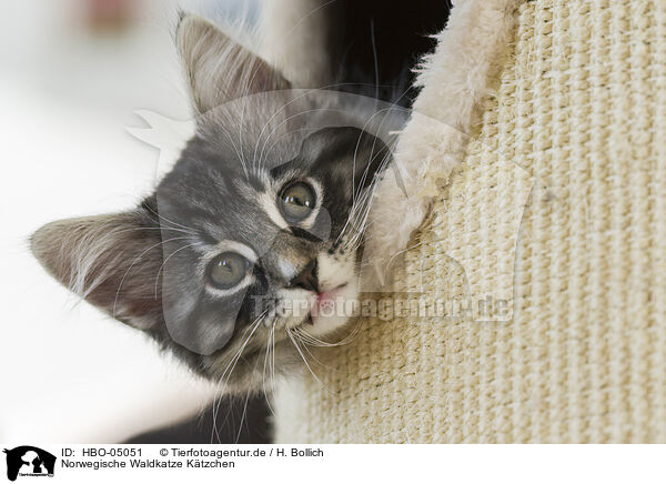 Norwegische Waldkatze Ktzchen / Norwegian Forest Cat Kitten / HBO-05051