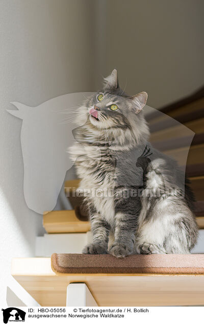 ausgewachsene Norwegische Waldkatze / adult Norwegian Forest Cat / HBO-05056