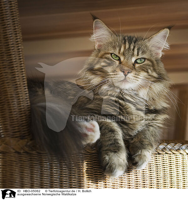 ausgewachsene Norwegische Waldkatze / adult Norwegian Forest Cat / HBO-05062