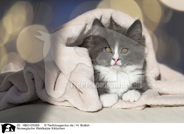 Norwegische Waldkatze Ktzchen / Norwegian Forest Cat Kitten / HBO-05066
