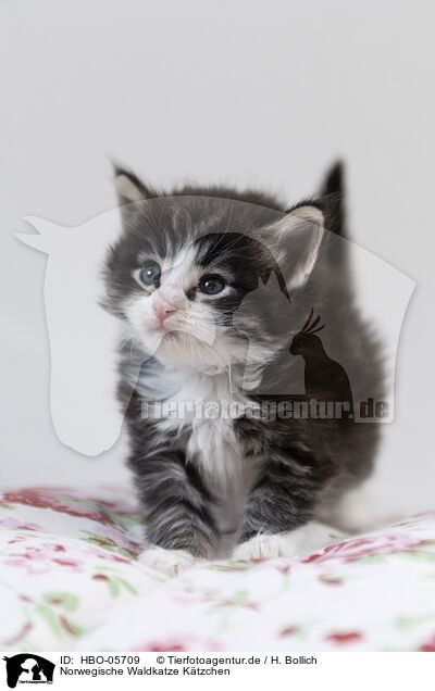 Norwegische Waldkatze Ktzchen / Norwegian Forest Cat Kitten / HBO-05709