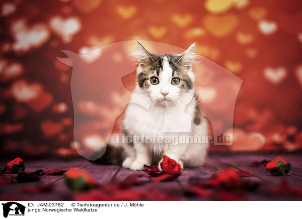 junge Norwegische Waldkatze / young Norwegian Forest Cat / JAM-03782