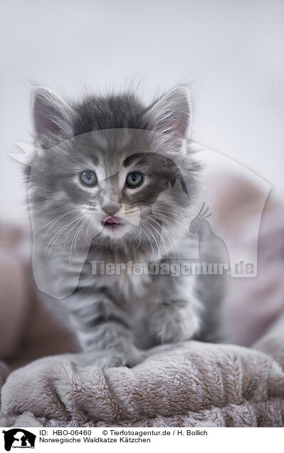 Norwegische Waldkatze Ktzchen / Norwegian Forest Cat Kitten / HBO-06460