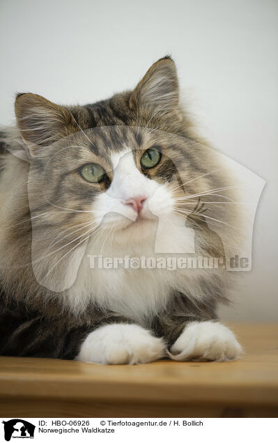 Norwegische Waldkatze / Norwegian Forest Cat / HBO-06926