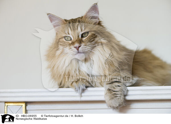 Norwegische Waldkatze / Norwegian Forest Cat / HBO-06955