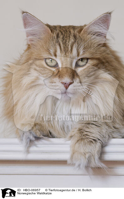 Norwegische Waldkatze / Norwegian Forest Cat / HBO-06957