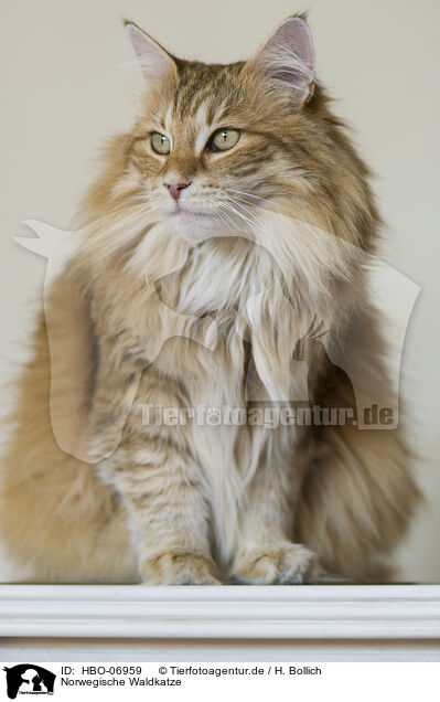 Norwegische Waldkatze / Norwegian Forest Cat / HBO-06959