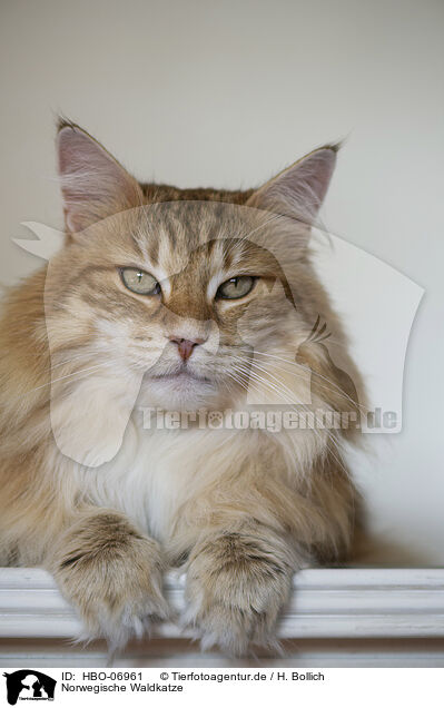 Norwegische Waldkatze / Norwegian Forest Cat / HBO-06961