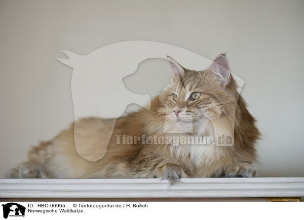 Norwegische Waldkatze / Norwegian Forest Cat / HBO-06965