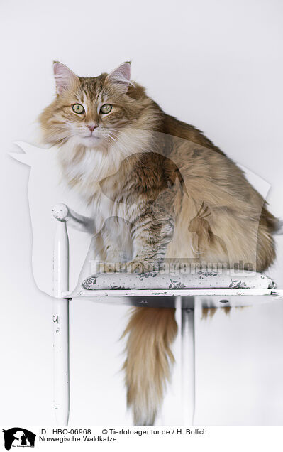 Norwegische Waldkatze / HBO-06968