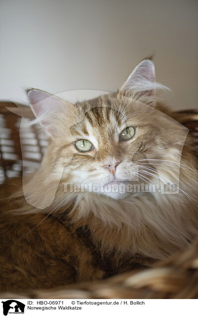 Norwegische Waldkatze / Norwegian Forest Cat / HBO-06971
