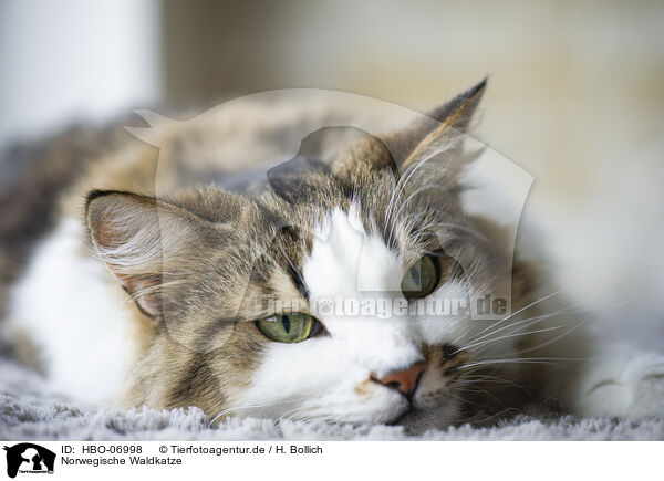 Norwegische Waldkatze / Norwegian Forest Cat / HBO-06998