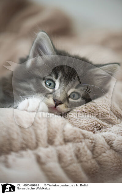 Norwegische Waldkatze / Norwegian Forest Cat / HBO-06999