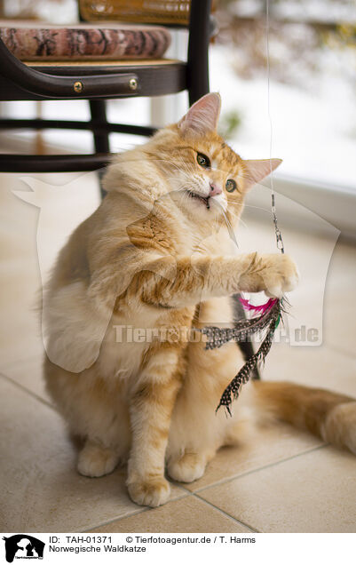 Norwegische Waldkatze / Norwegian Forest Cat / TAH-01371