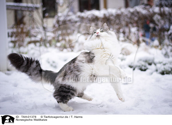 Norwegische Waldkatze / TAH-01378