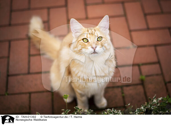 Norwegische Waldkatze / Norwegian Forest Cat / TAH-01392